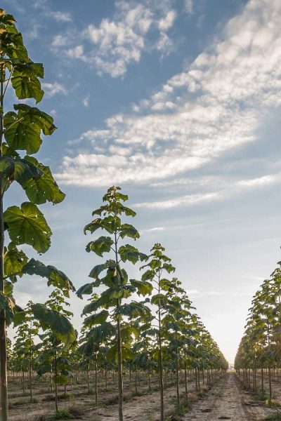 Nahaufnahme Bild einer nachhaltigen Geldanlage von Kiri-Plantation. Junge Paulownia-Bäume einheitlich in einer Reihe auf einer Plantage in Spanien bei Sonnenuntergang. / Close-up image of a sustainable cash crop of kiri plantation. Young Paulownia trees uniformly in a row on a plantation in Spain at sunset.