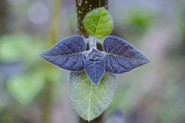 Ein Blatt eines Paulownia-Baumes, welches sinnbildlich für den Ertrag einer nachhaltigen Geldanlage in Paulownia-Bäume stehen soll./A leaf of a Paulownia tree, which is supposed to symbolise the yield of a sustainable investment in Paulownia trees.